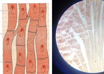 Cardiac muscle under microscope | Image + structure