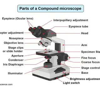 Beginner’s Guide to Understanding the Parts of a Microscope